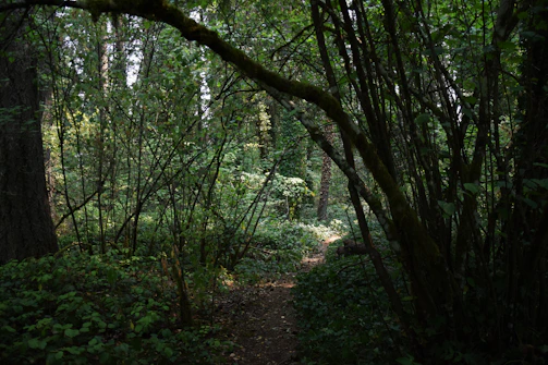 Wide shot of a wooded area with participants navigating through dense foliage.
