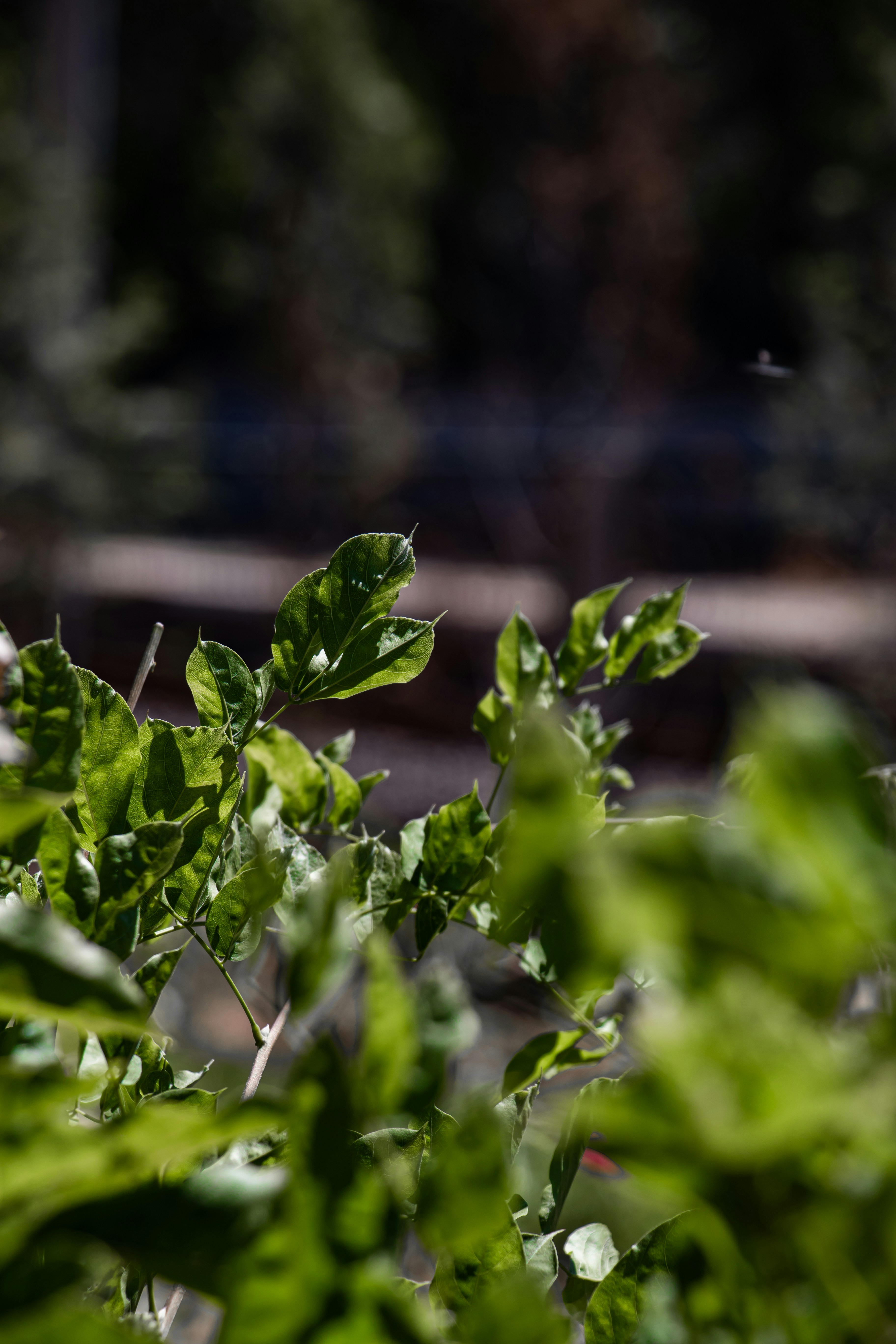 Photo by lyb69177116