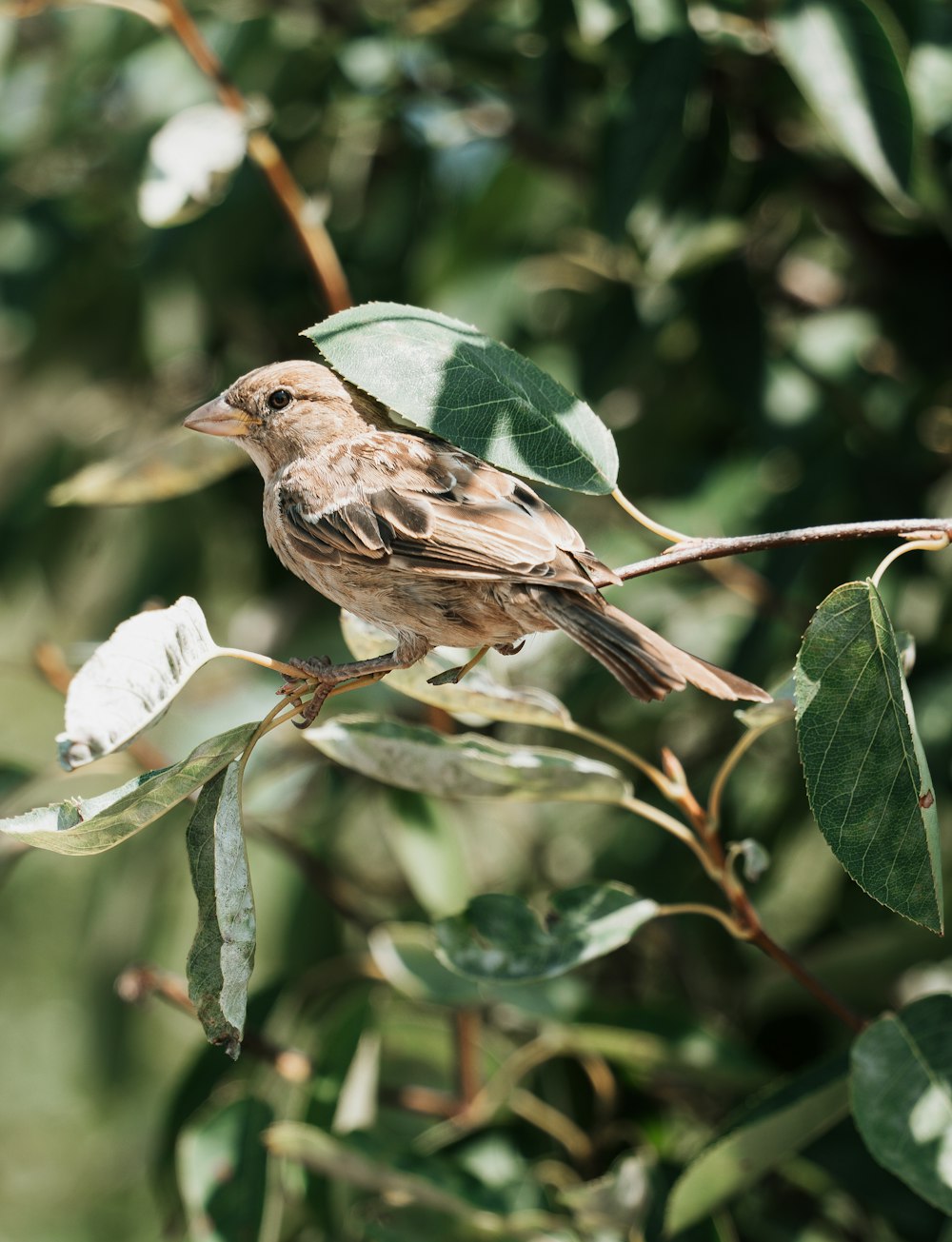 un piccolo uccello appollaiato su un ramo di un albero