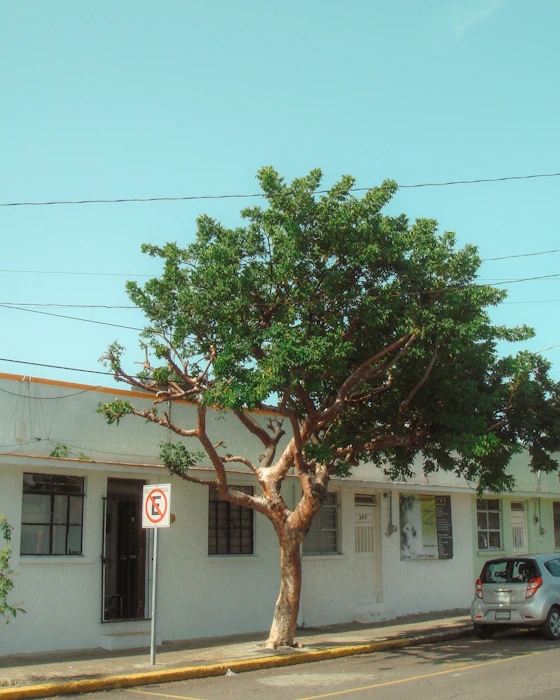 a tree on the side of a road next to a building