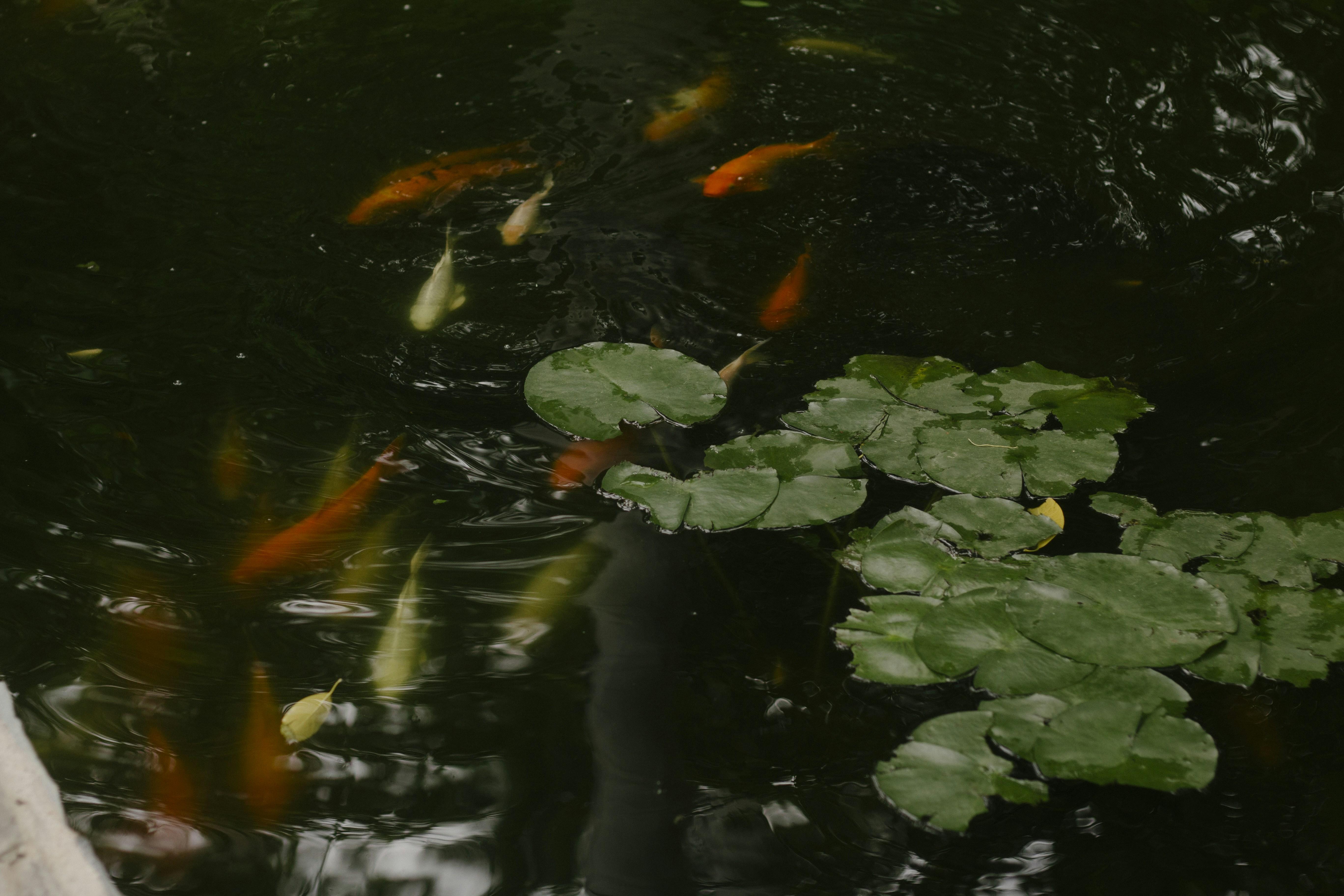 Photo by adolfofelix