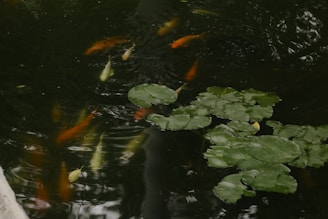 a group of fish swimming in a pond