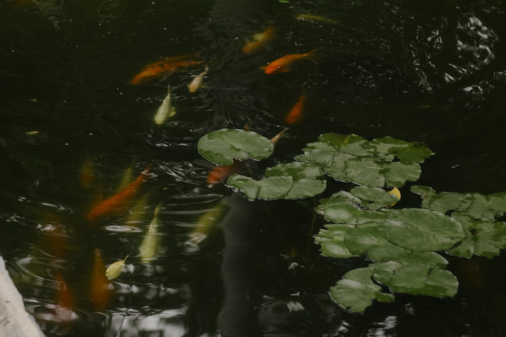 池で泳ぐ魚のグループ