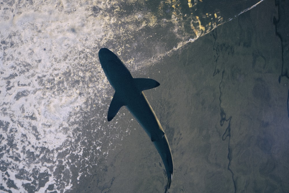a shark swimming in the ocean near the shore