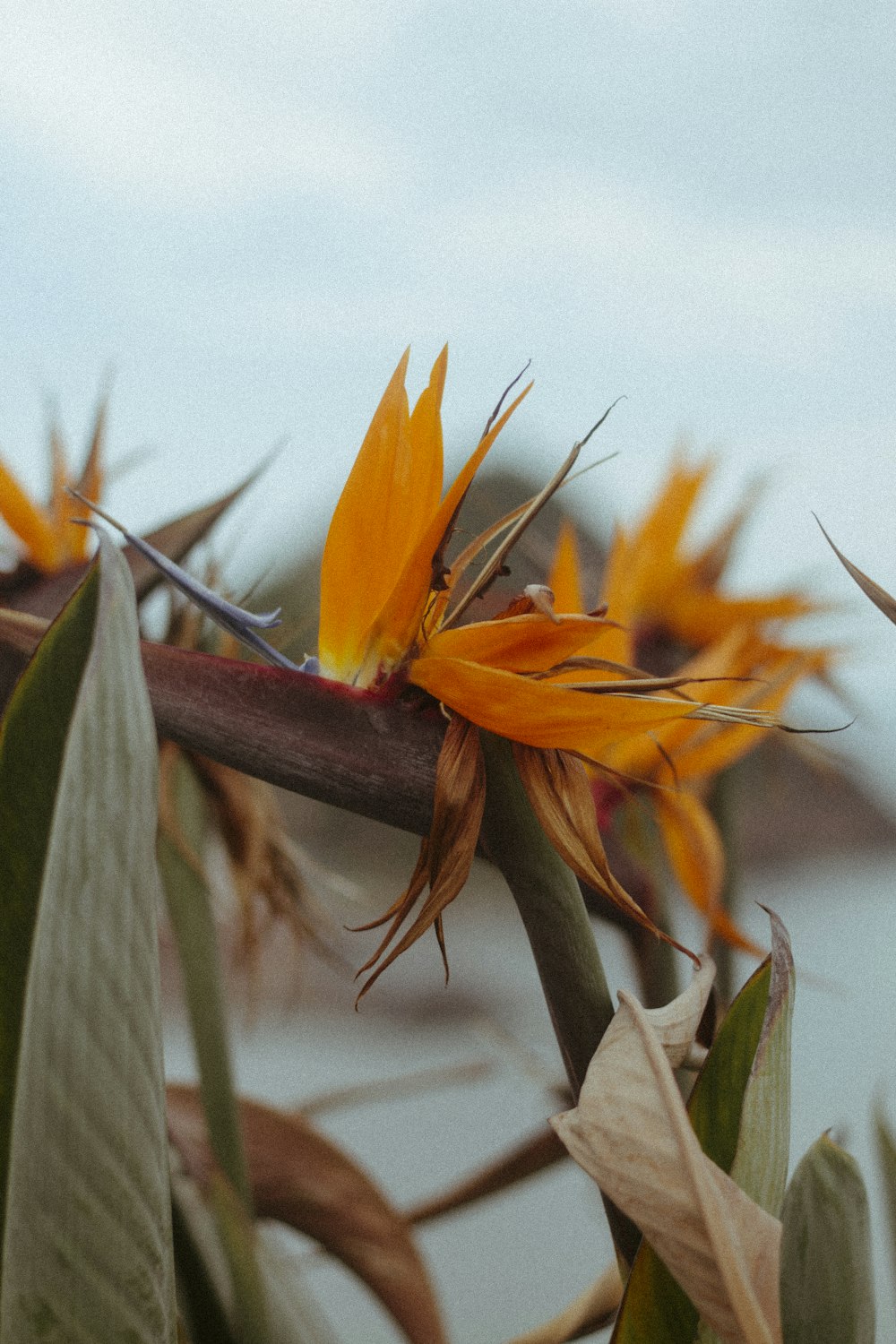 a close up of a flower on a tree branch