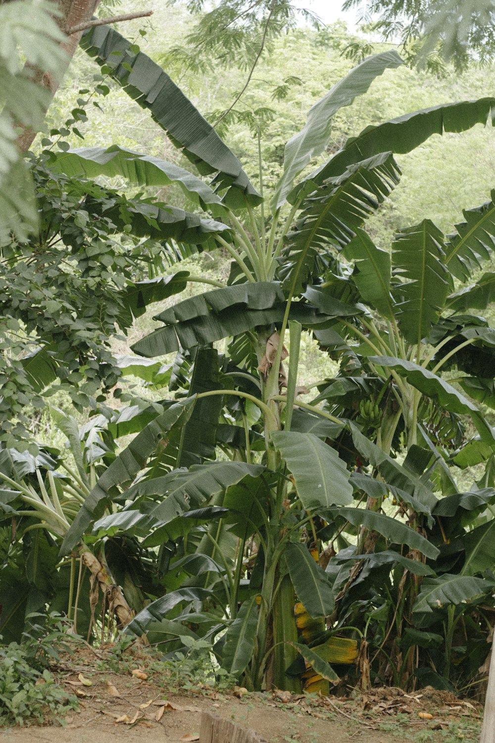 정글 한가운데에 있는 바나나 나무