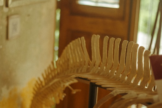 A close-up of a skeletal structure resembling a fish or aquatic creature's spine, set indoors against a blurred, wooden background with soft lighting.