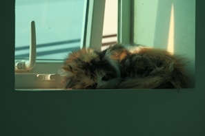 A fluffy tabby cat curled up peacefully on a sunny windowsill