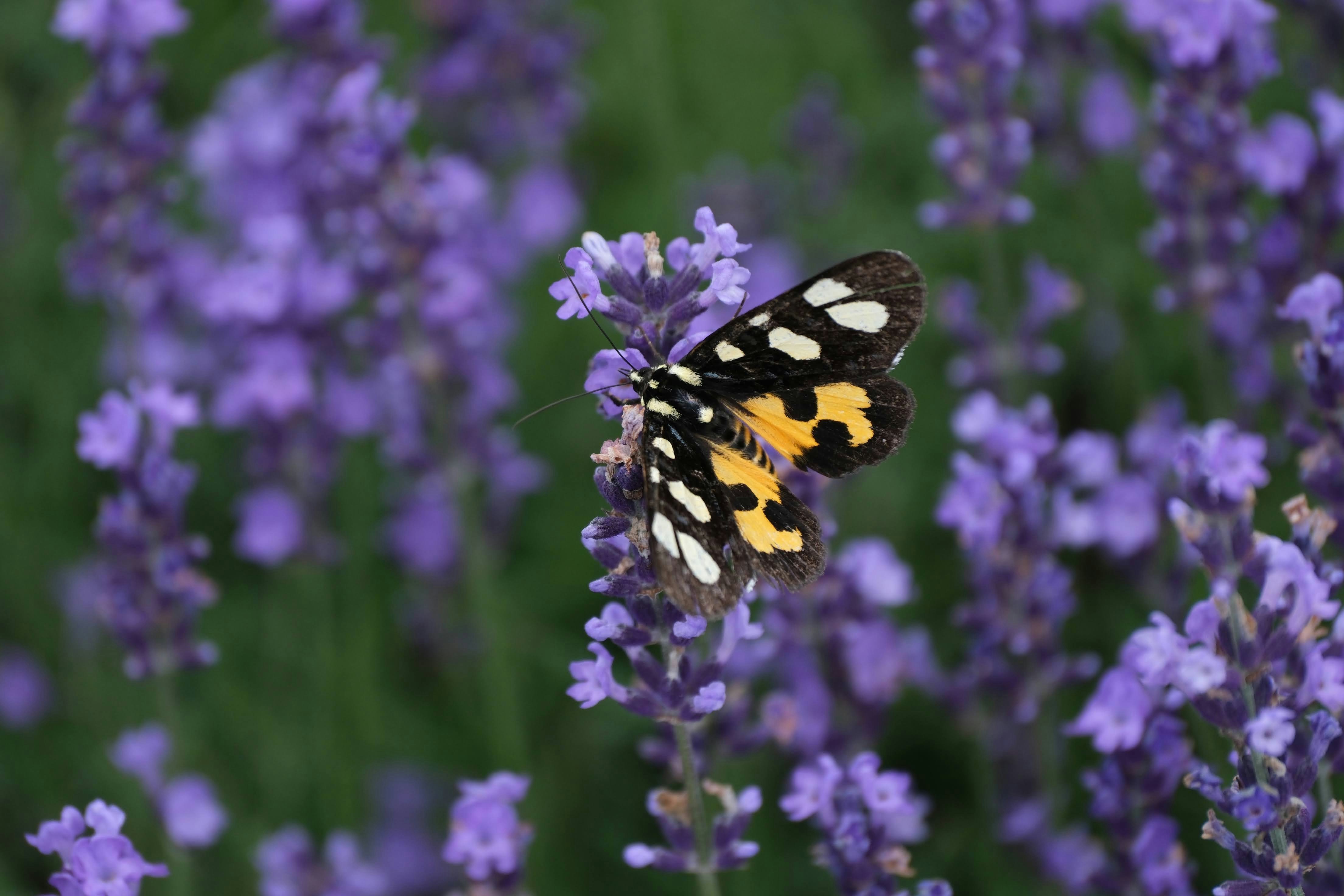 Photo by seiya_maeda