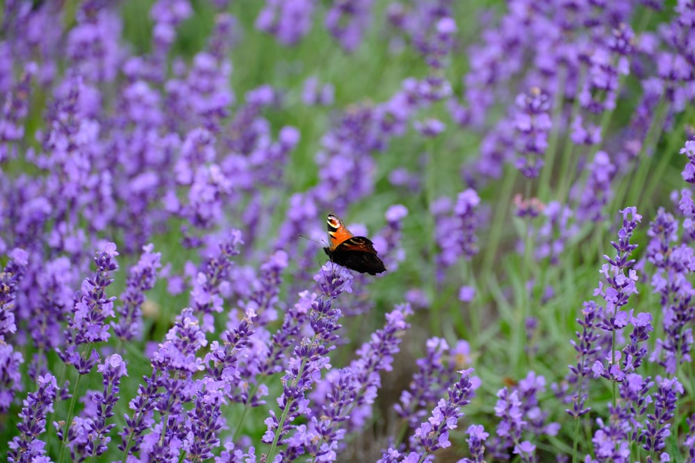 a butterfly flying over a field of purple flowers