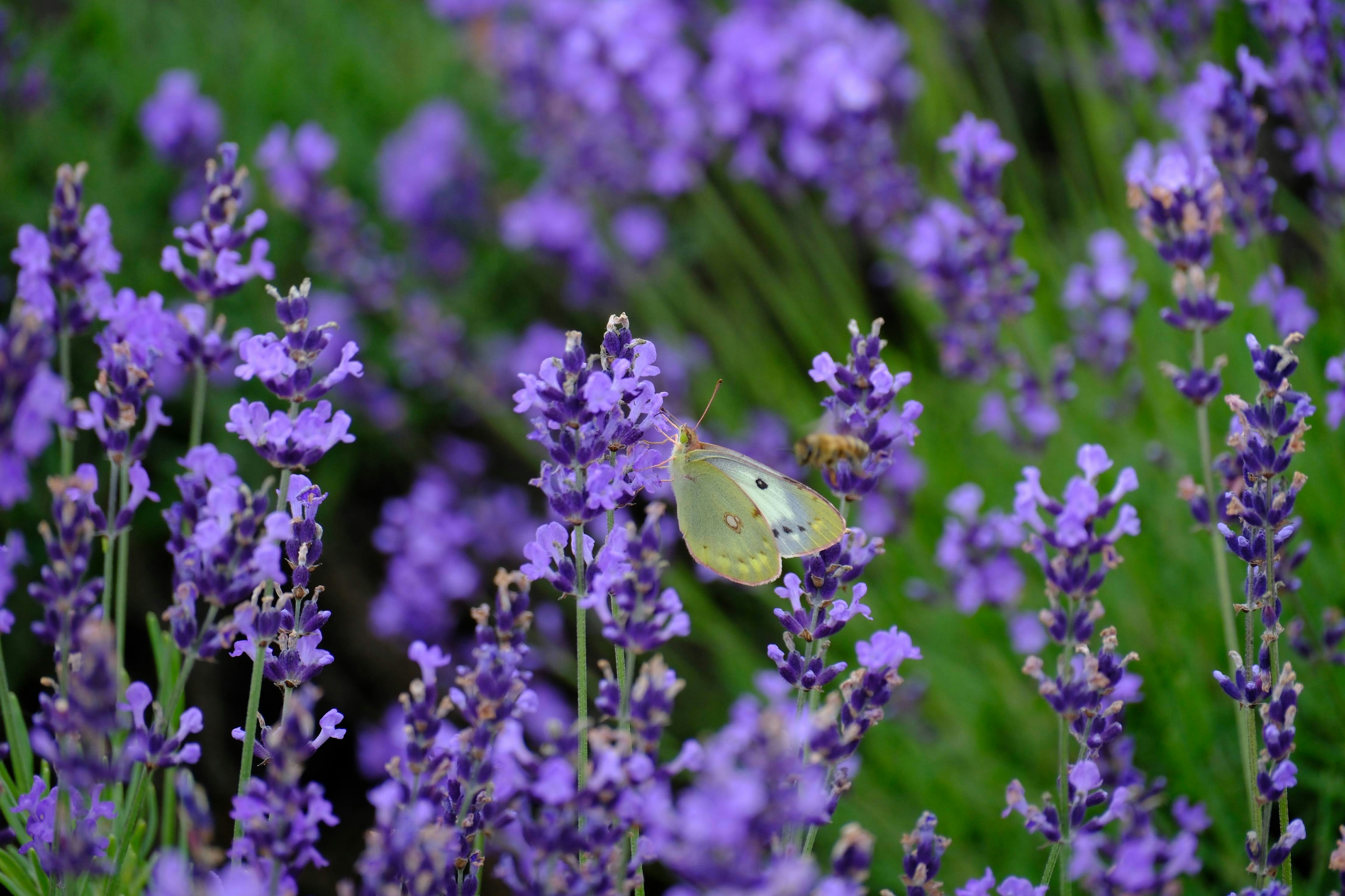 Photo by seiya_maeda