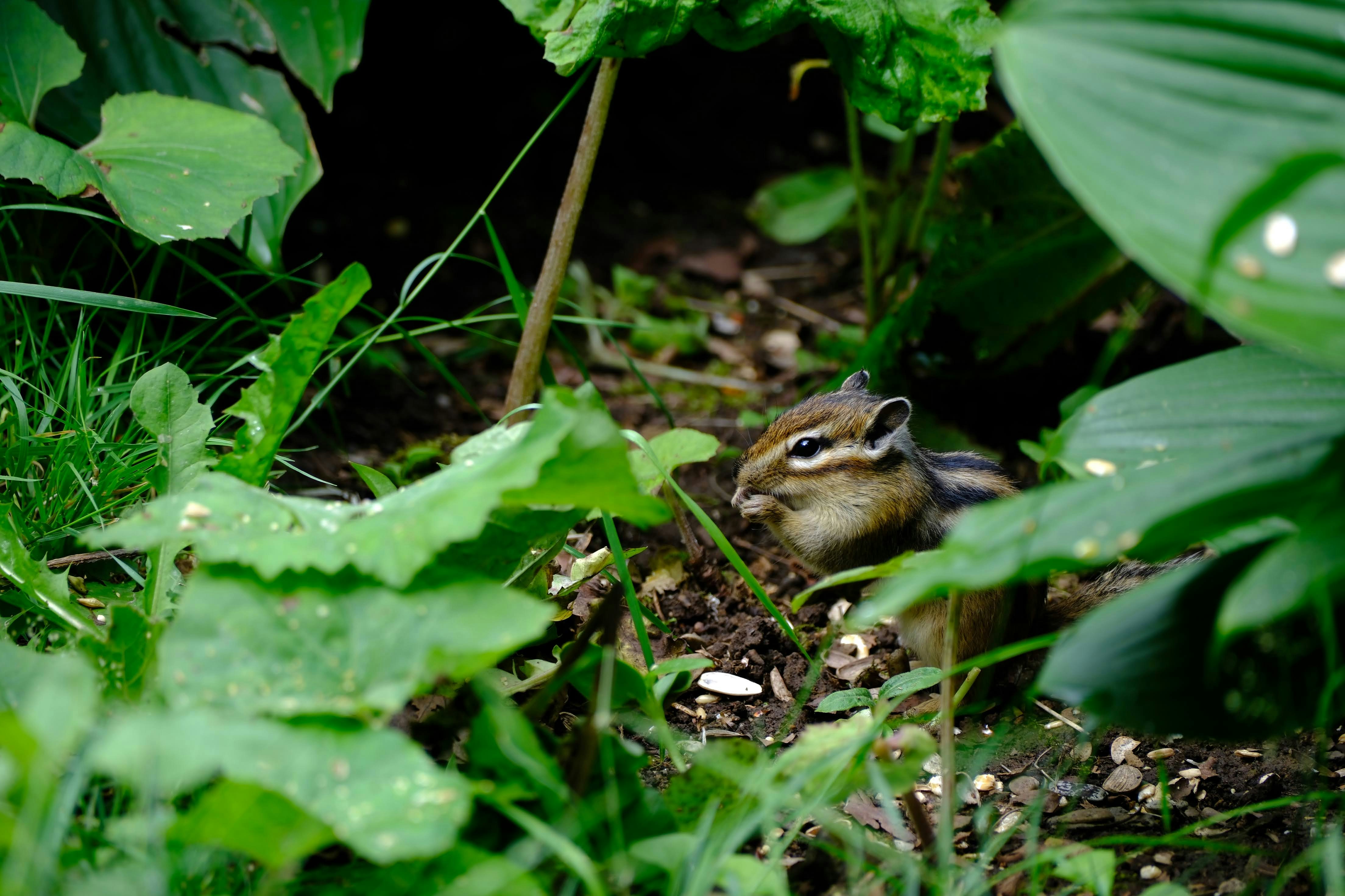 A small chipper chipping in the middle of a garden photo – Free Otaru ...