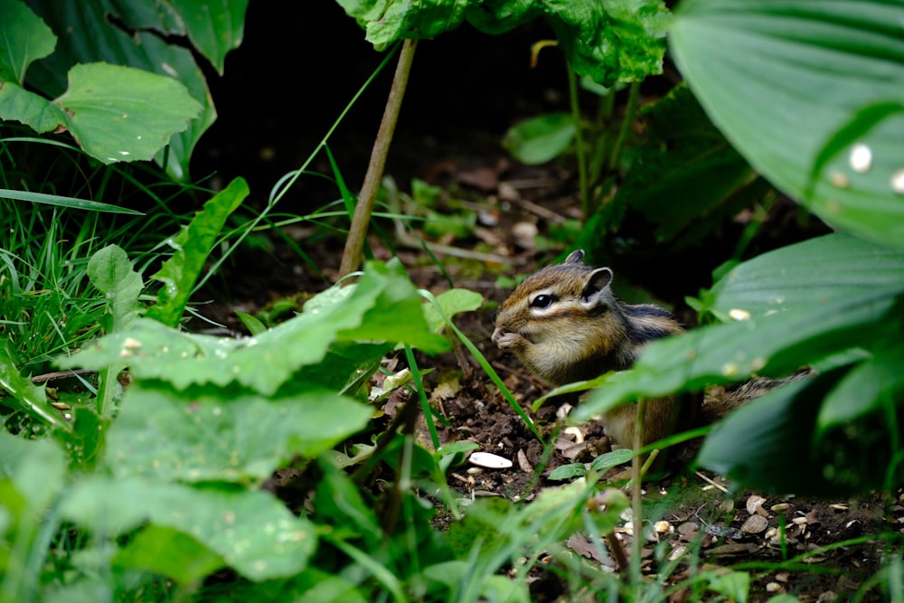 a small chipper chipping in the middle of a garden