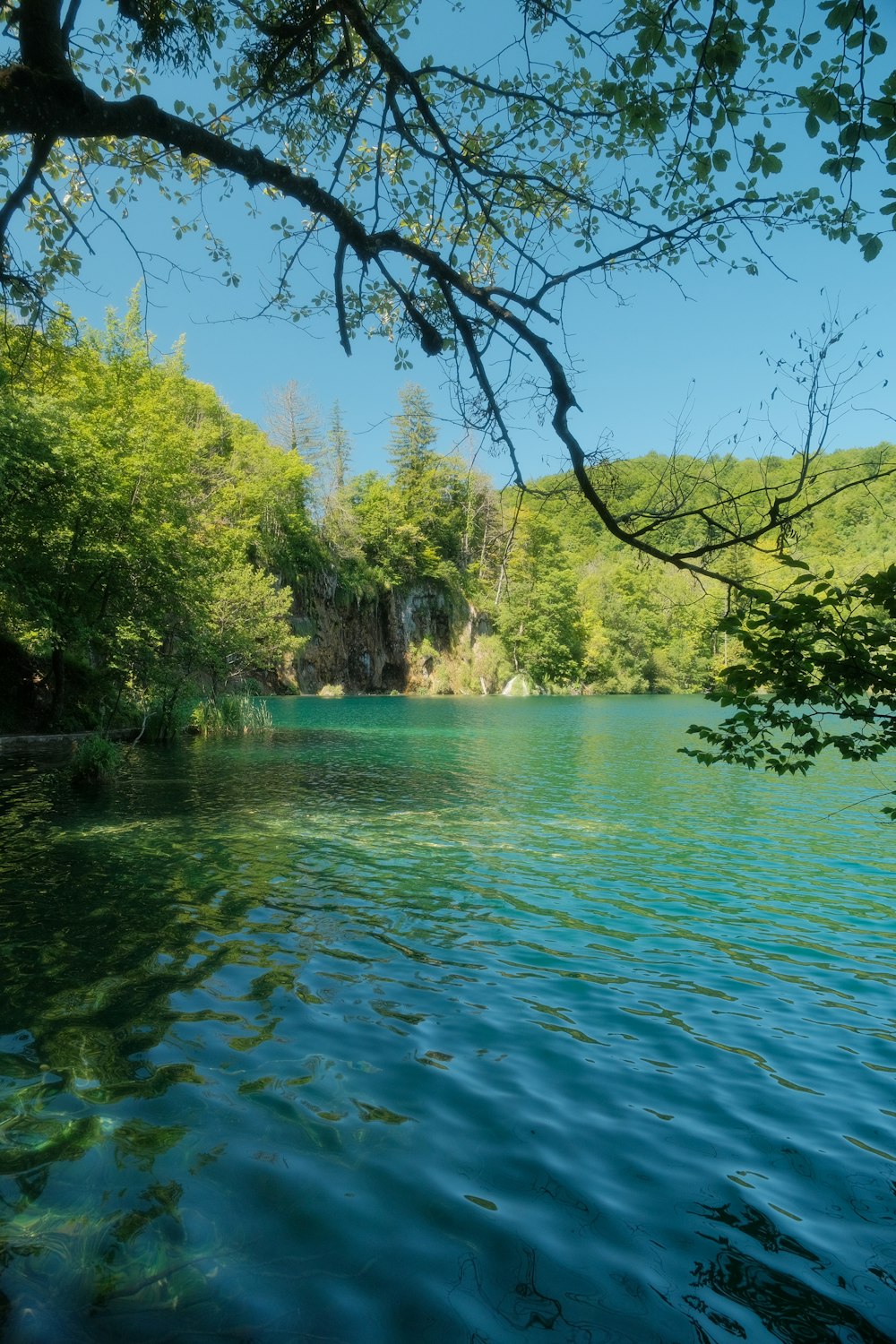 a body of water surrounded by a forest