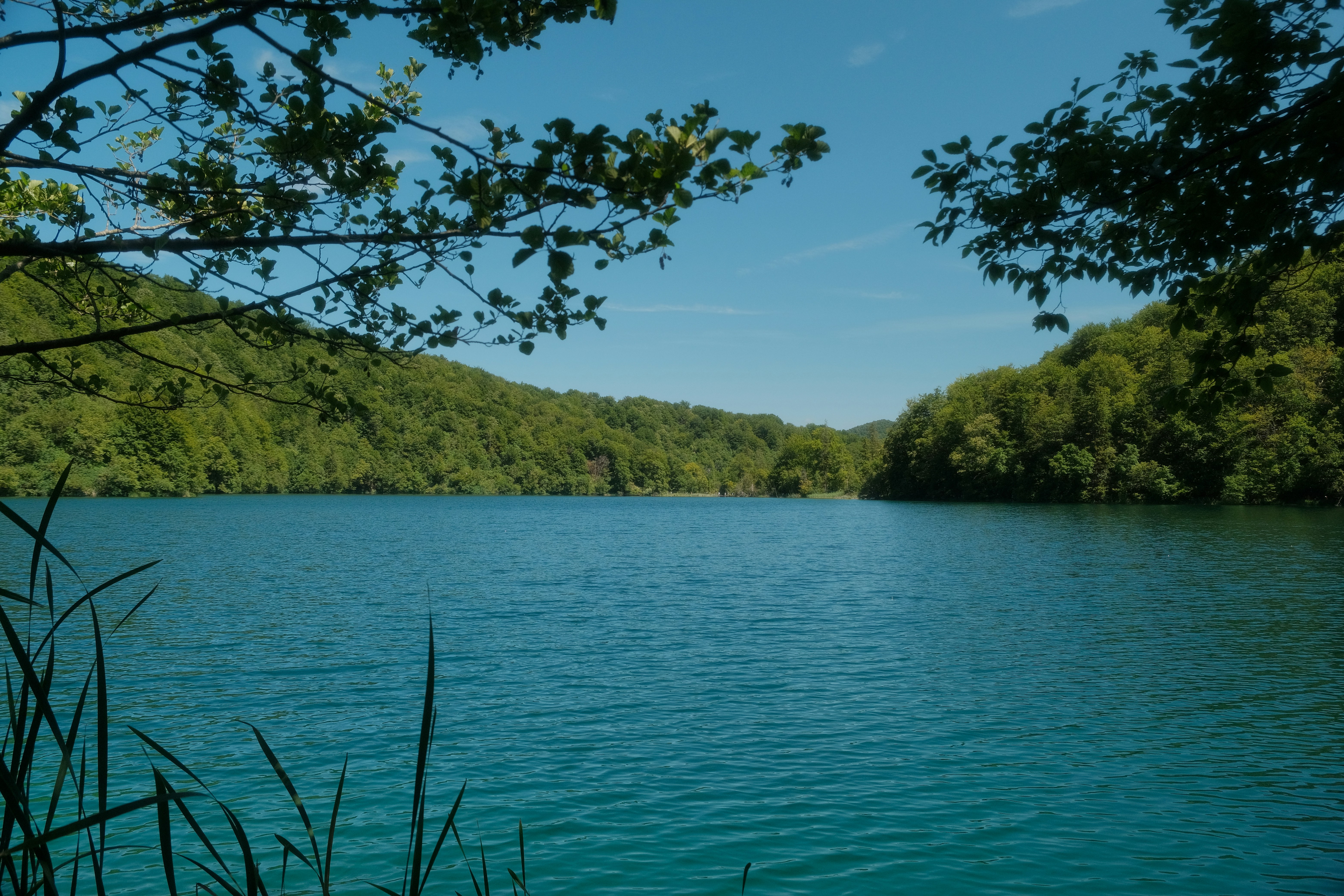 A large body of water surrounded by trees
