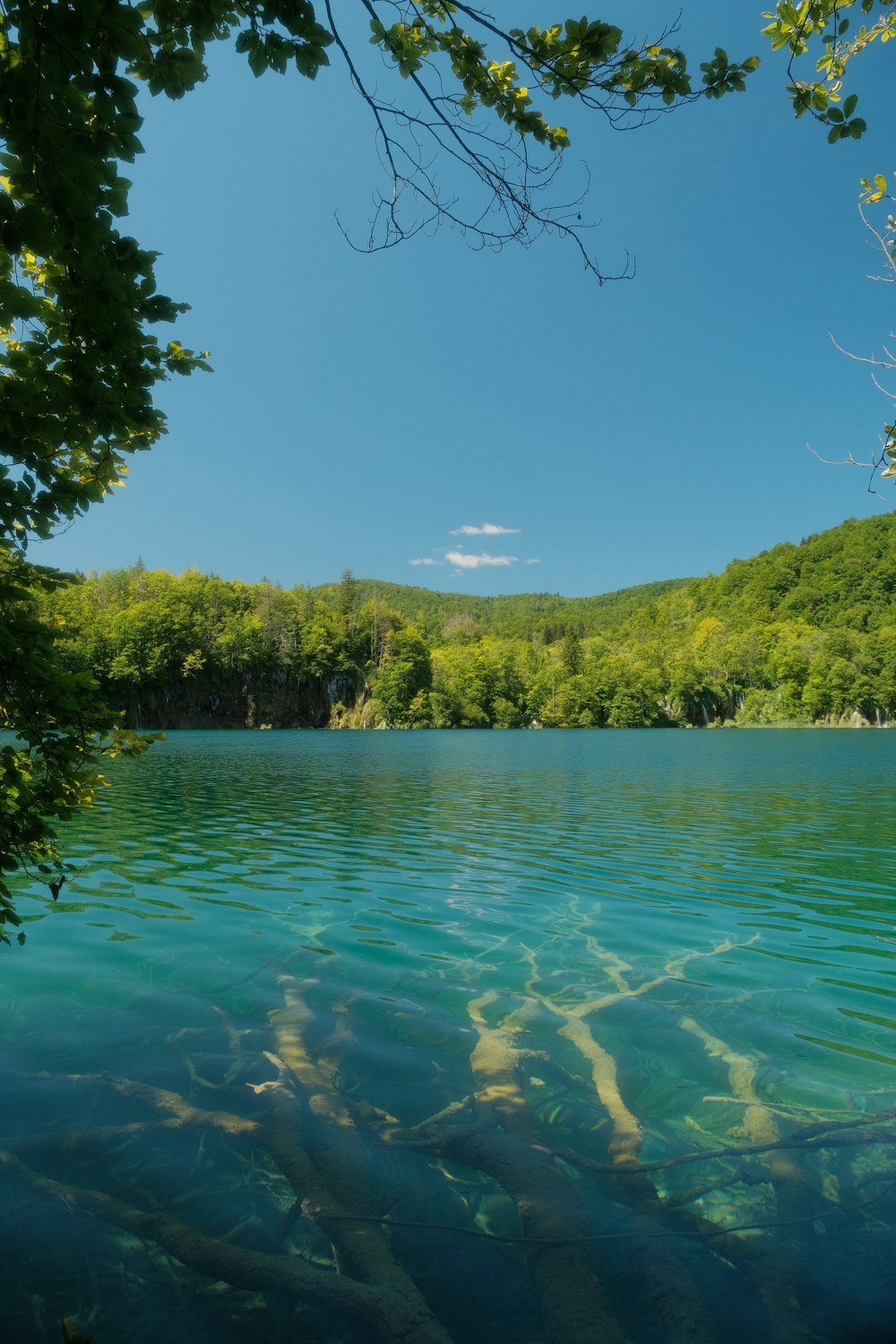 a body of water surrounded by a forest