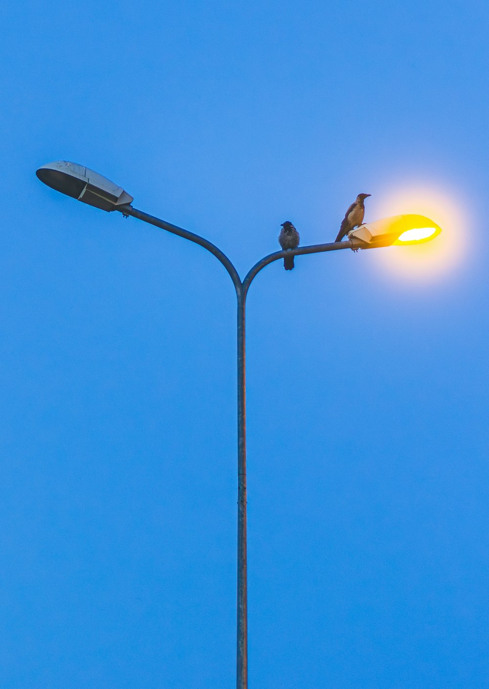 Due uccelli sono appollaiati su un lampione