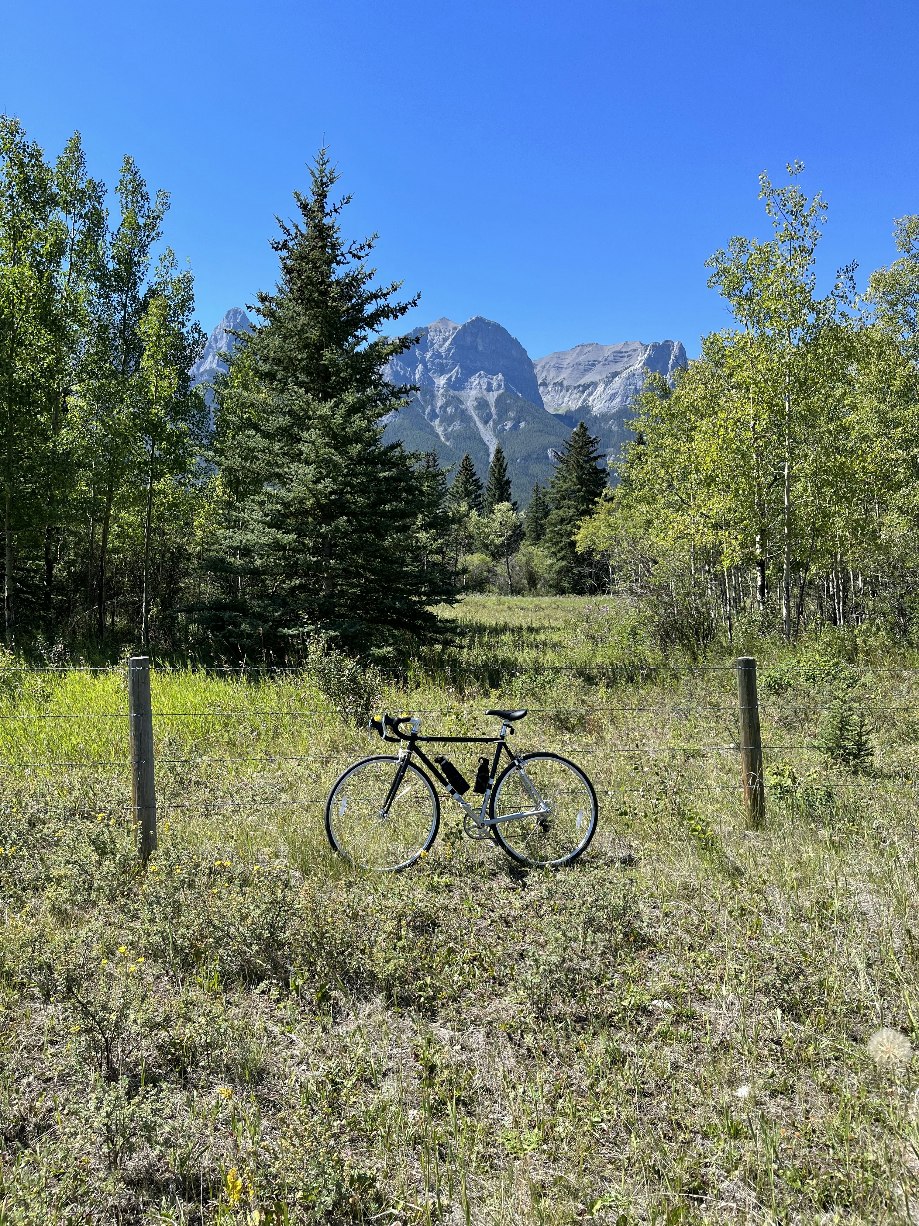 a bicycle parked in a field near a forest