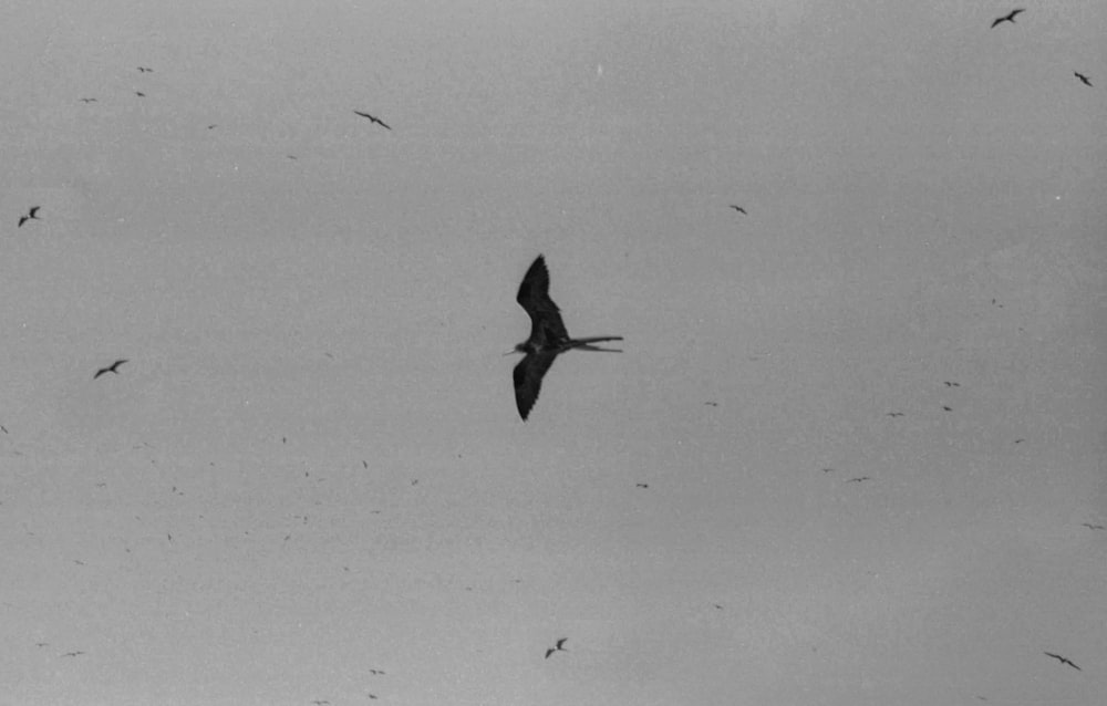 a flock of birds flying through a cloudy sky