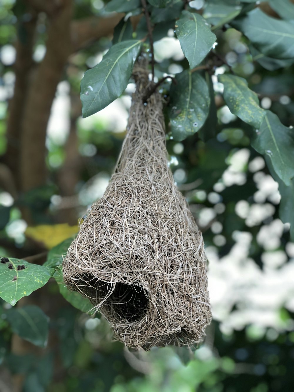 a bird nest hanging from a tree branch