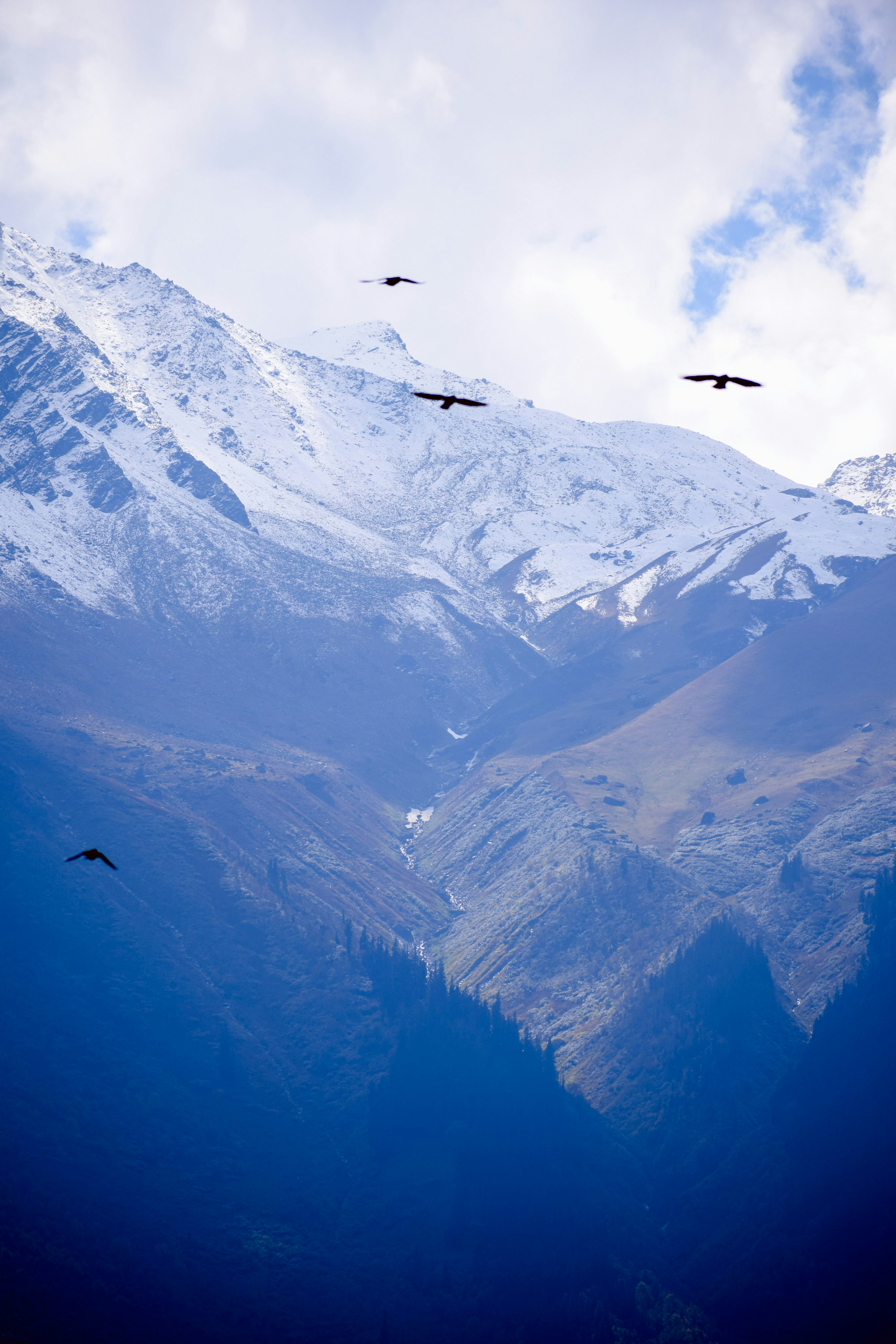 a group of birds flying over a mountain range