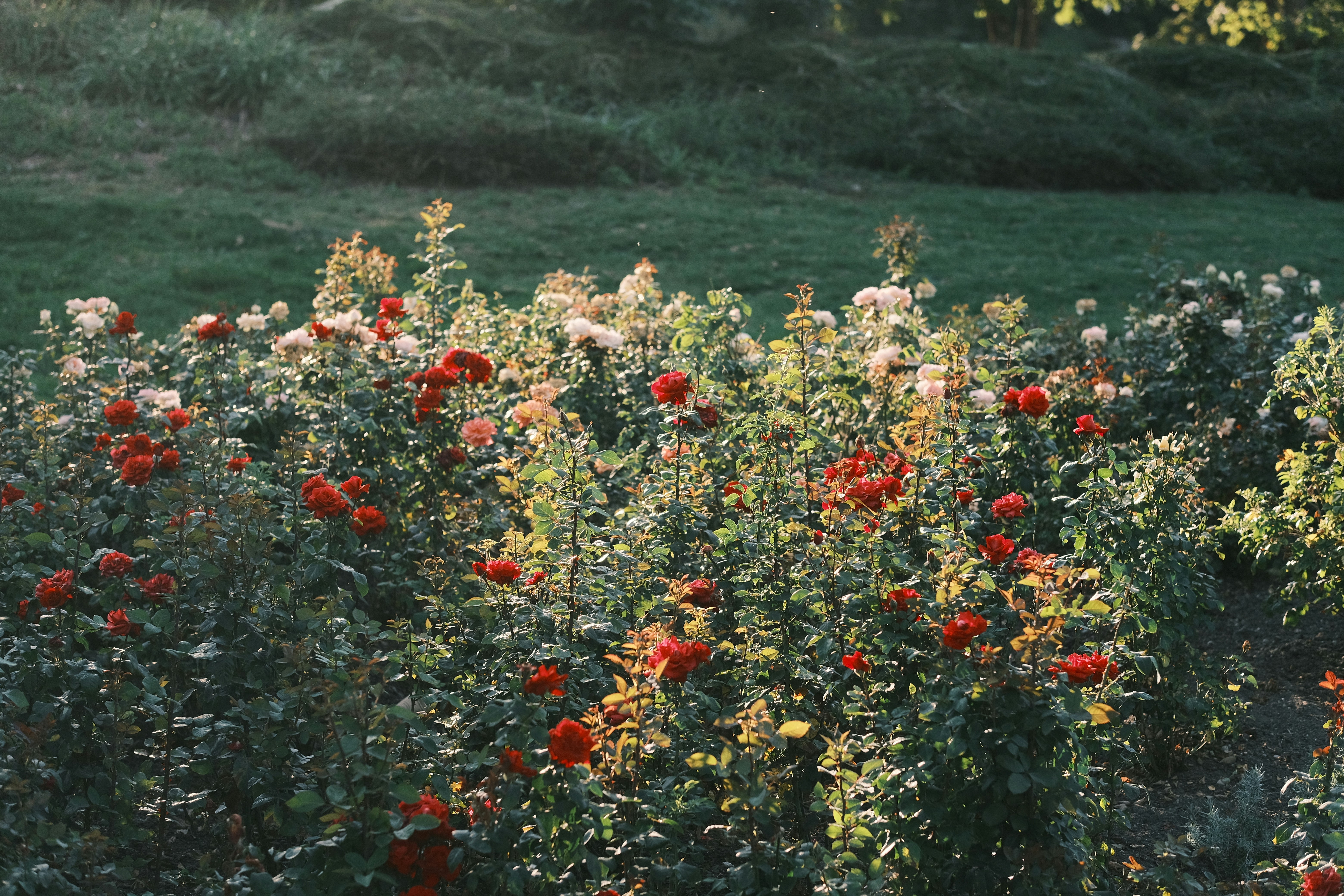 a field full of red flowers next to a lush green field