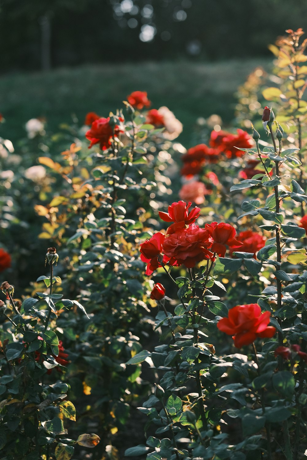 a field full of red flowers with green leaves