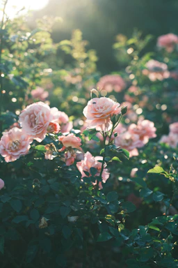 a field of pink roses with the sun shining through them