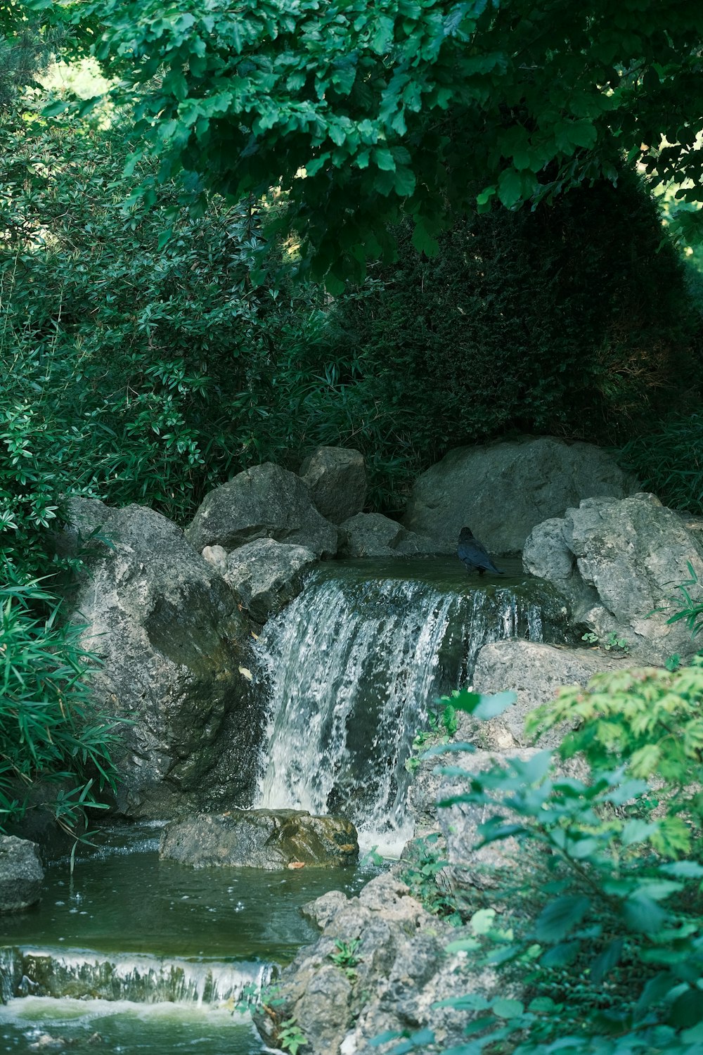 a bird is sitting on a rock near a waterfall