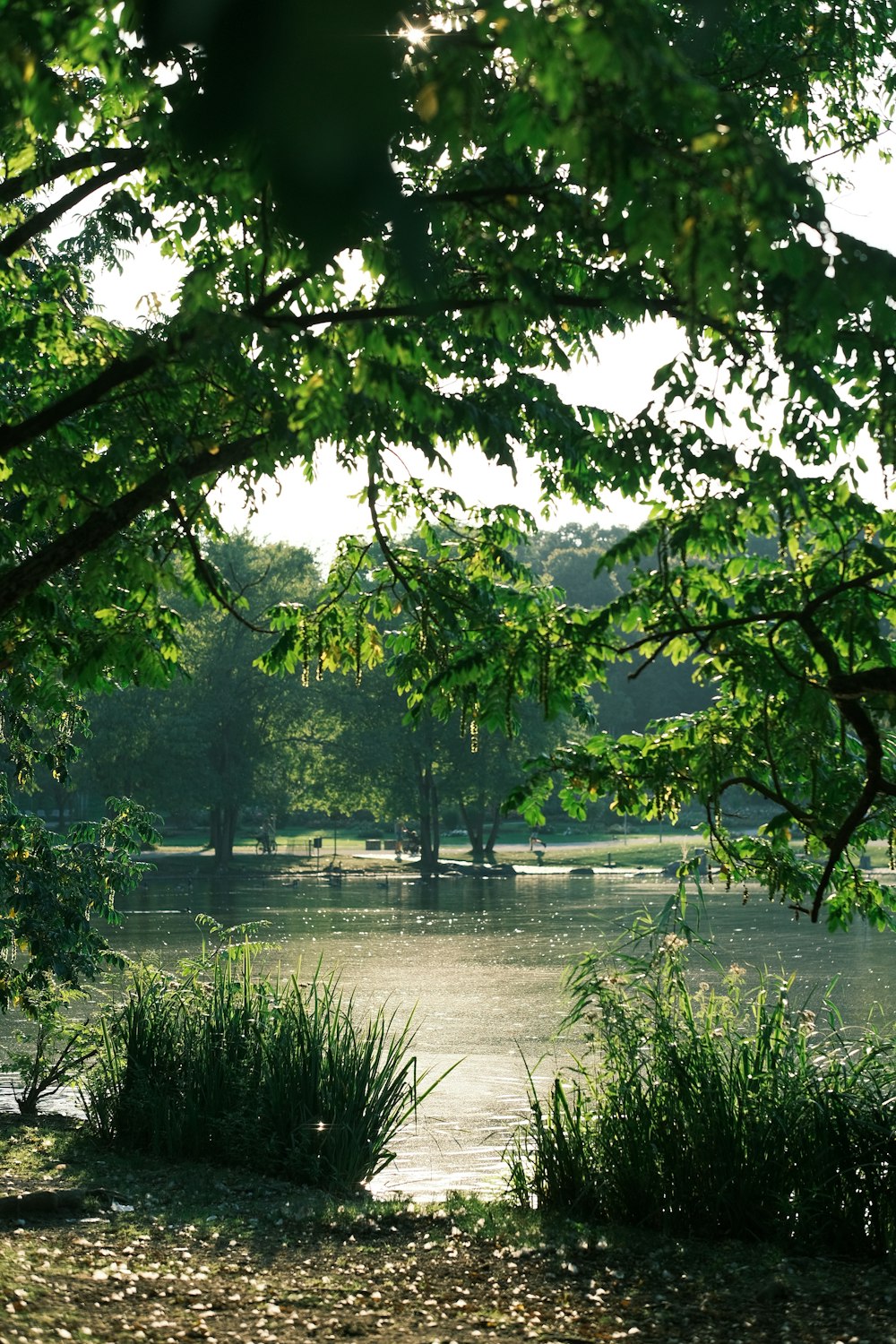 a body of water surrounded by trees and grass