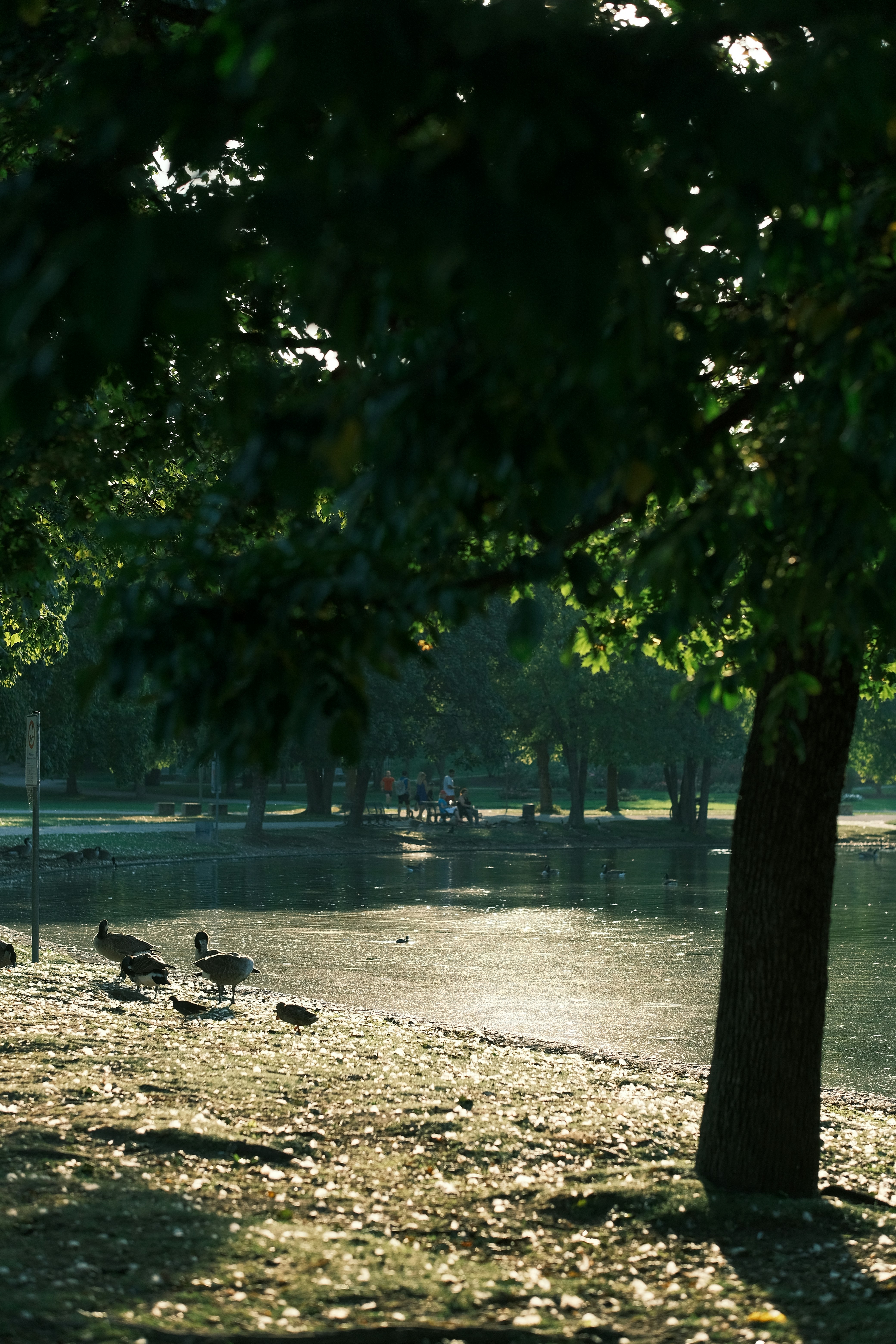 a flock of birds walking across a grass covered park