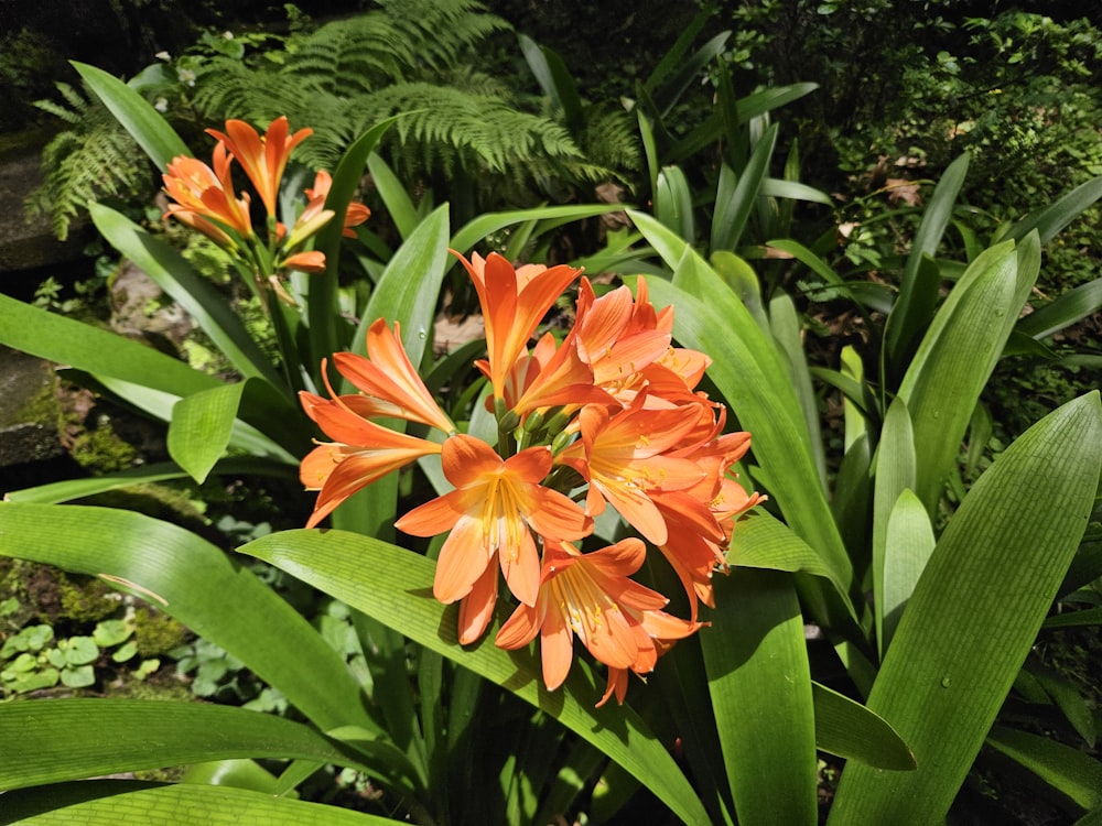 a close up of a flower near many plants