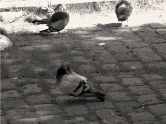 Several pigeons are resting and grooming themselves on a cobblestone pathway with patches of grass. The environment appears to be outdoors in a somewhat shaded area.