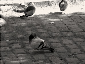 A group of athletic pigeons resting in their loft.
