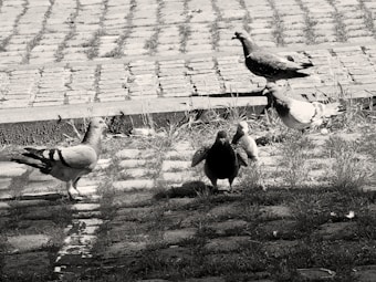 A group of pigeons standing on a cobblestone surface with patches of grass. The birds are scattered across the foreground and background, with some at rest and others in motion. The setting appears natural and urban with a hint of overgrown vegetation.