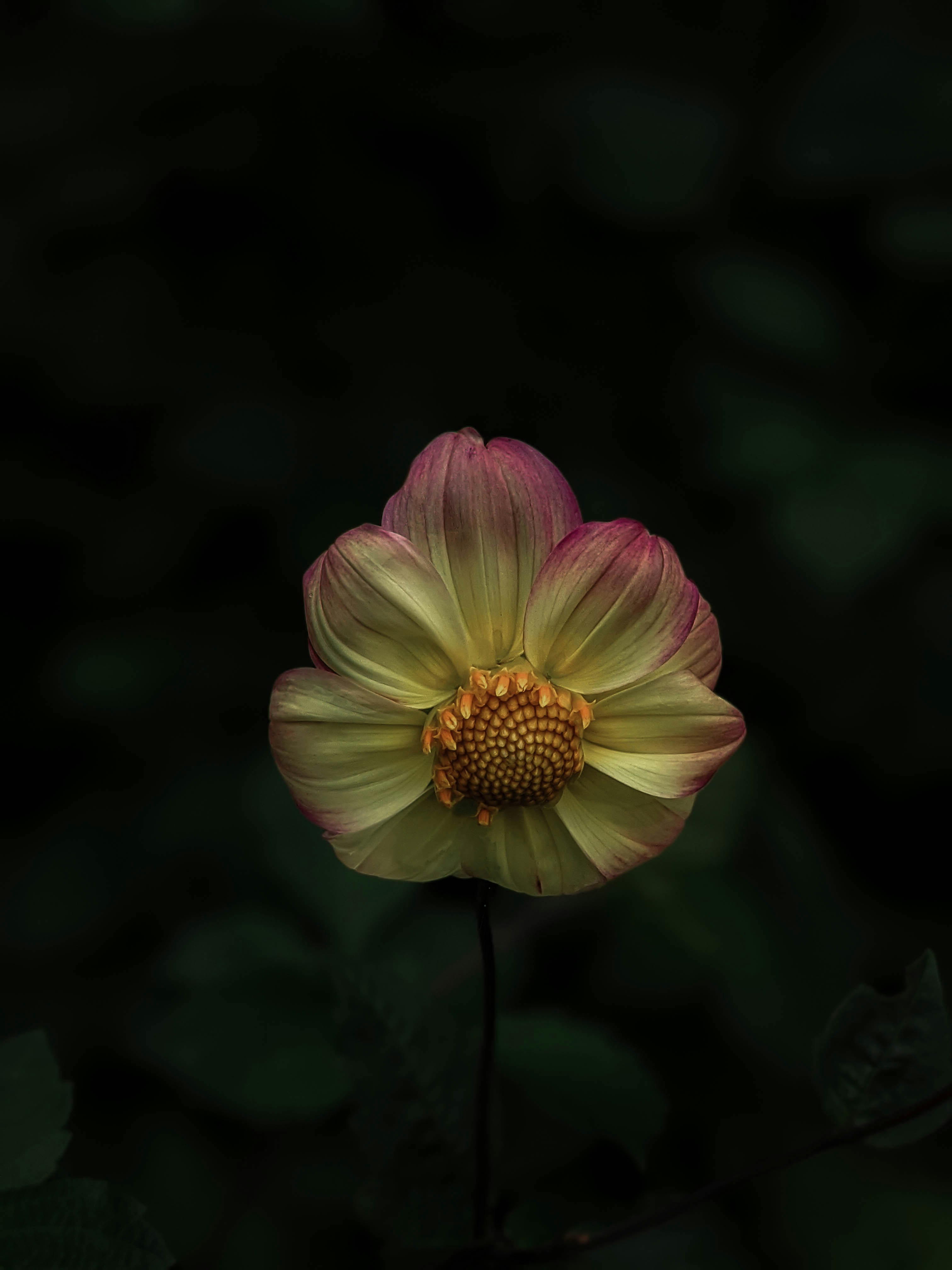 Photo by farah_gallery