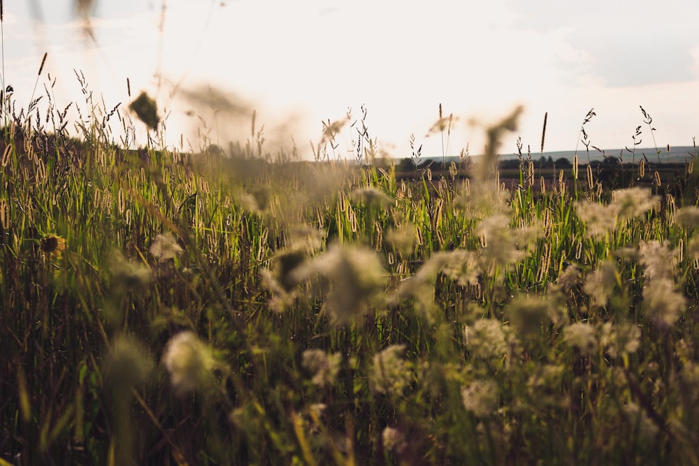 a grassy field with a train in the distance