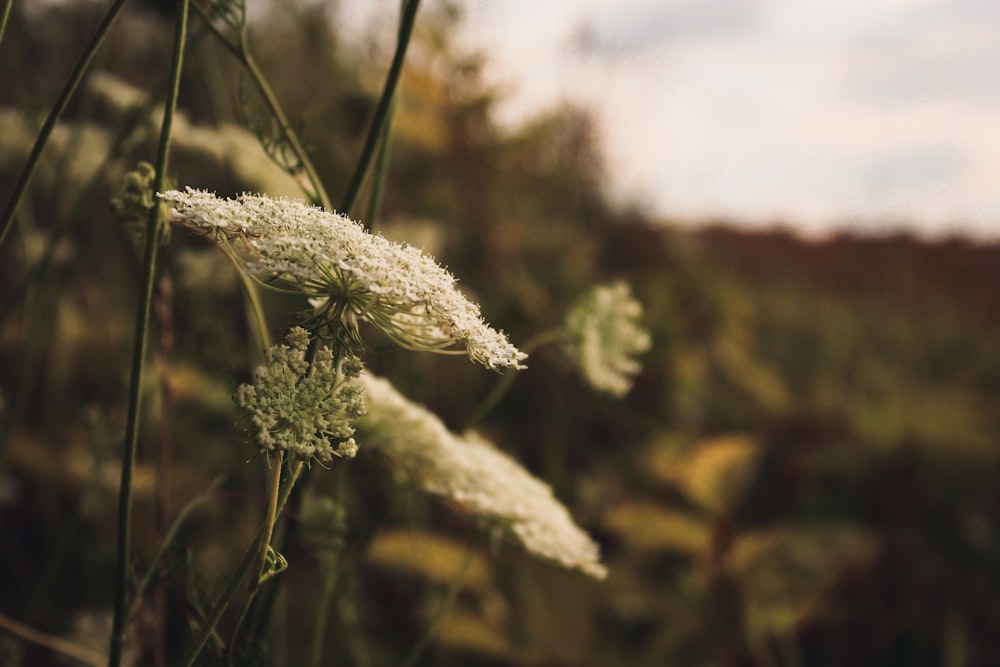 a close up of some white flowers in a field