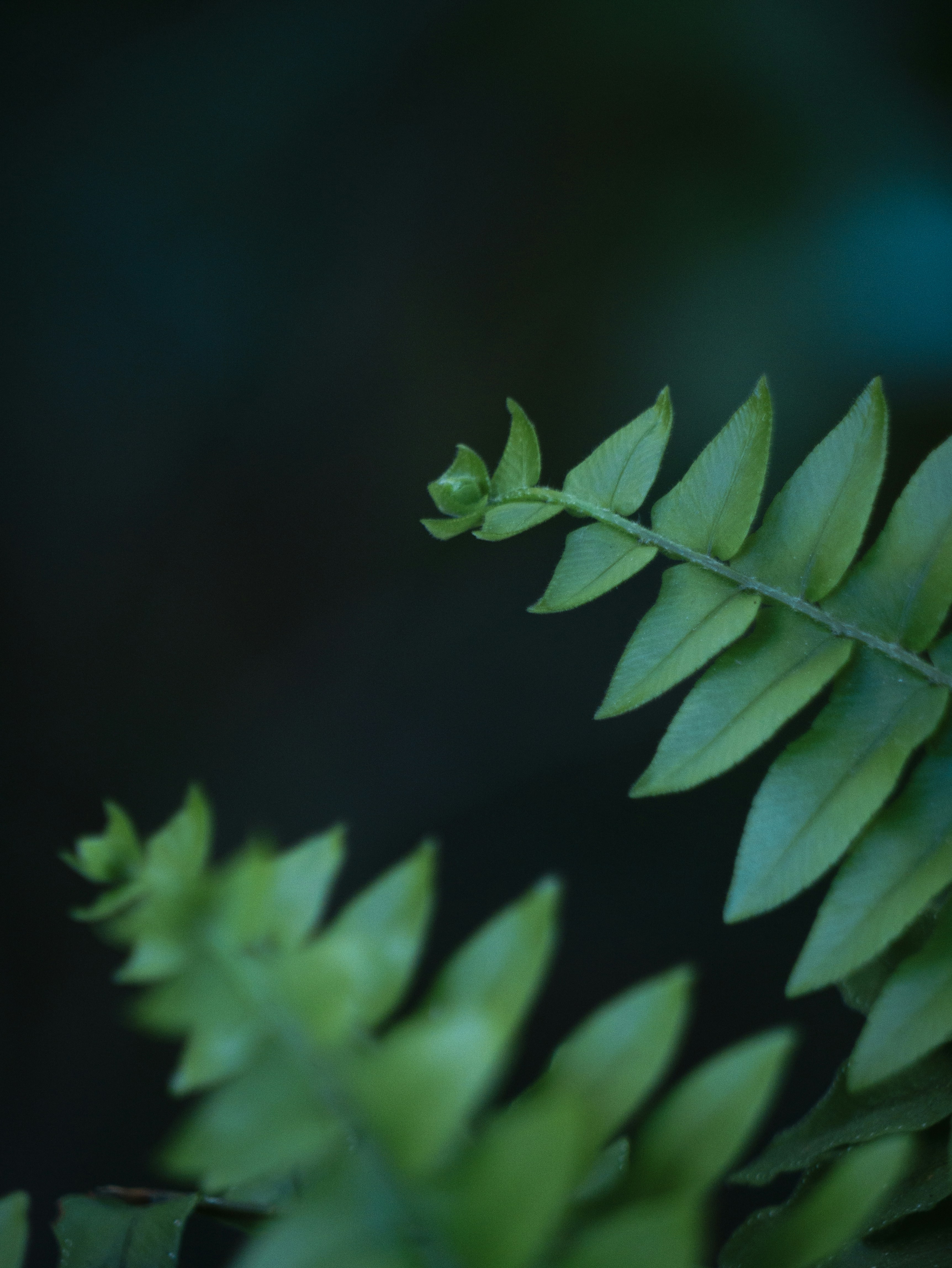 Photo by isaaccarvalho