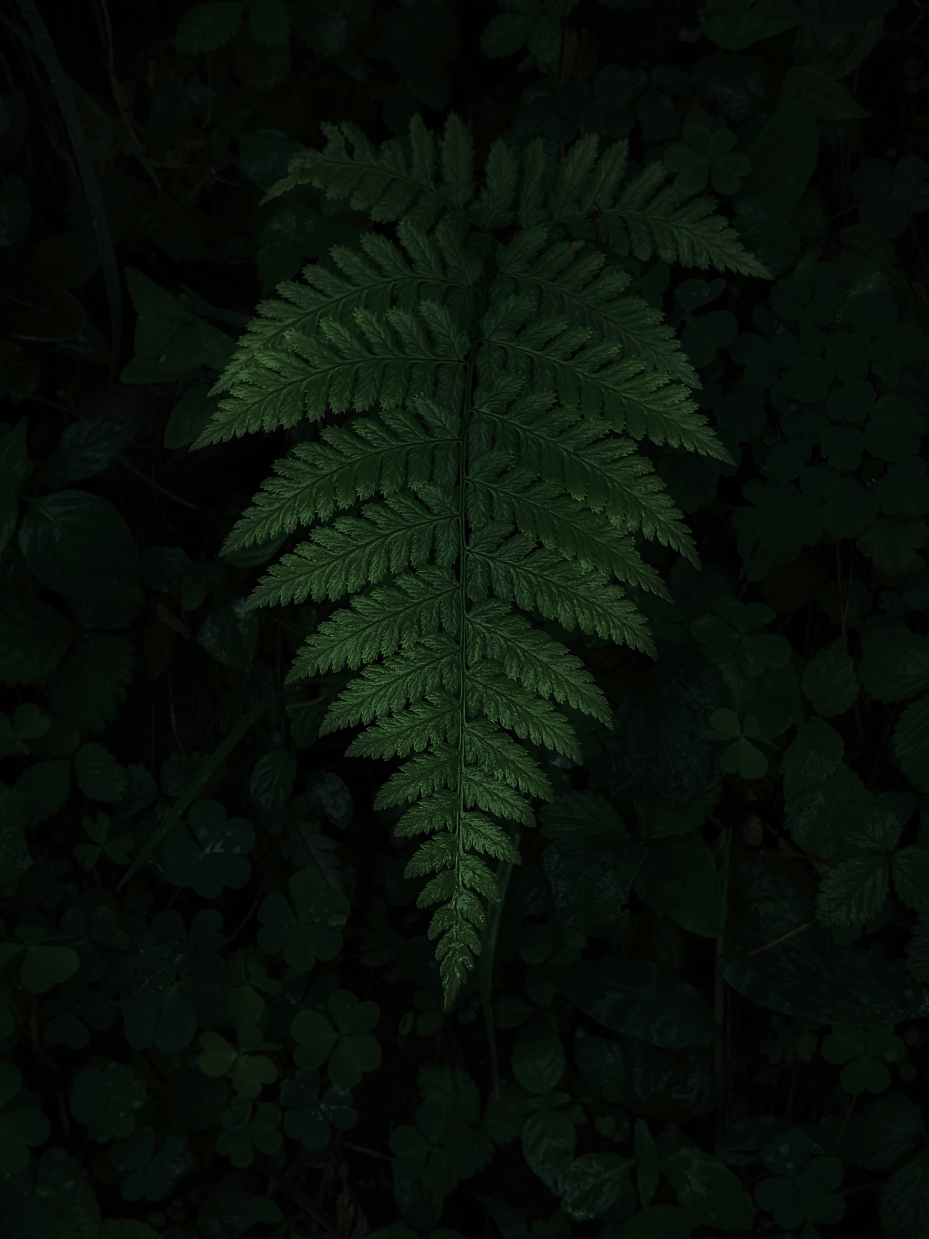 Photo by farah_gallery