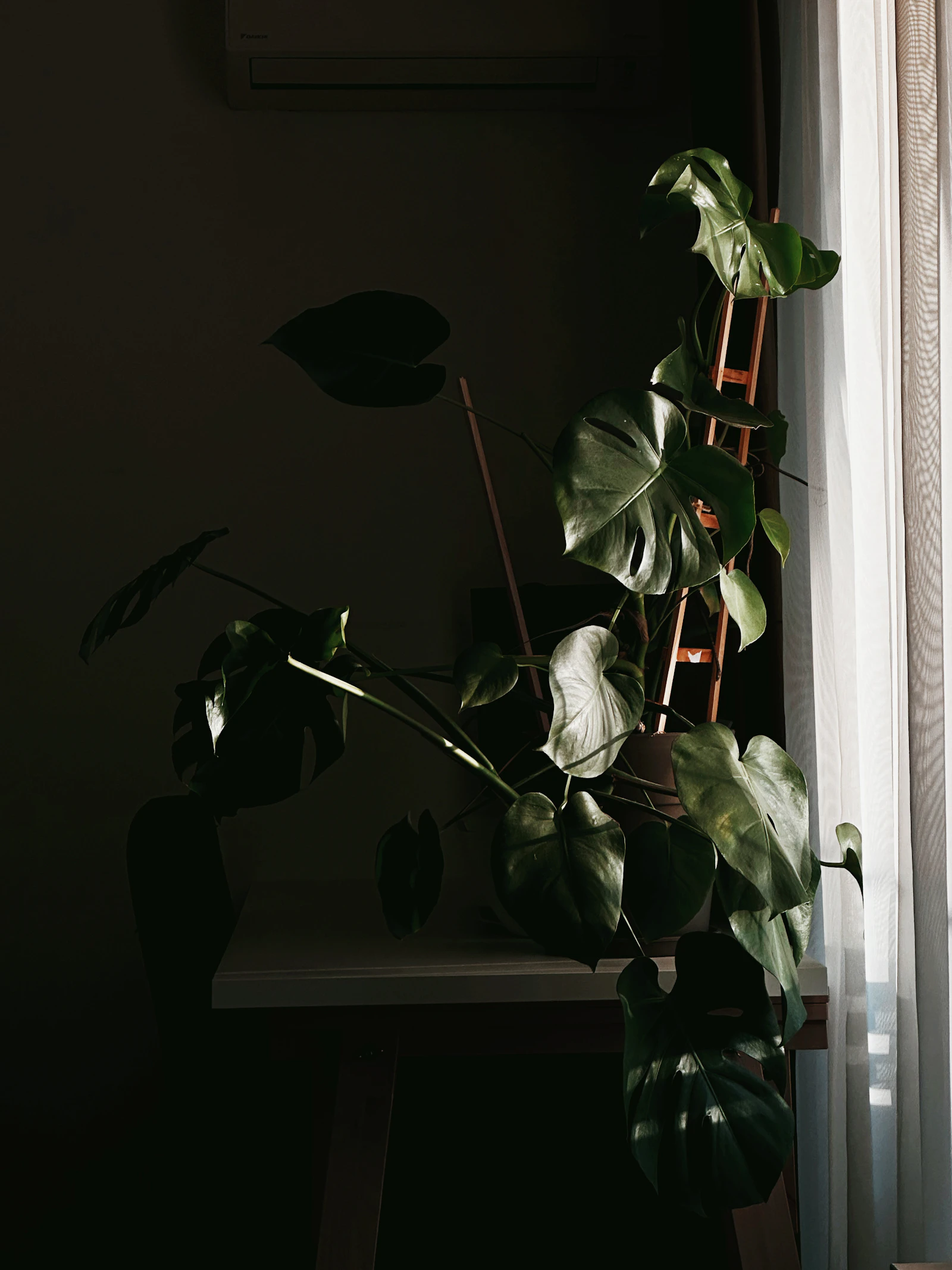 A houseplant silhouetted in a dark interior
