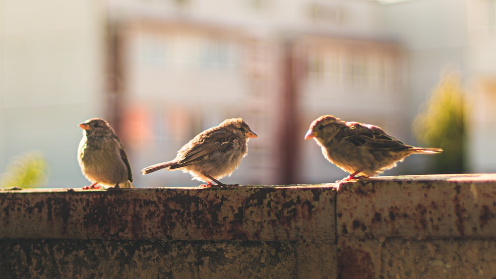 three little birds are sitting on a ledge