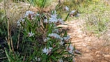 Pathway leading through wildflowers and native plants near guest accommodations.