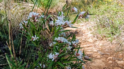 Pathway through the natural surroundings leading to the apartments, framed by wildflowers.