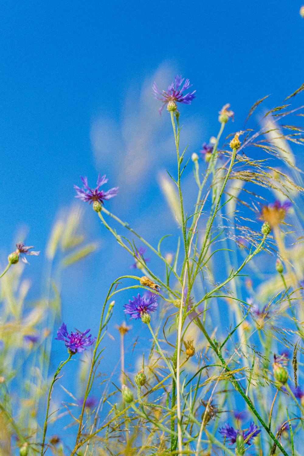 un uccello seduto sulla cima di un fiore viola