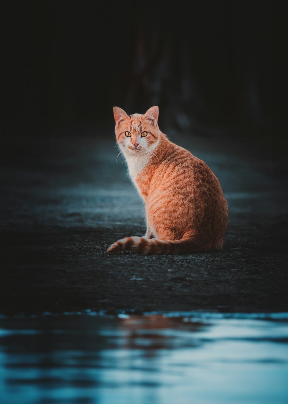 an orange and white cat sitting in the water