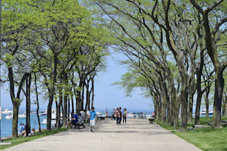 a group of people walking down a sidewalk next to trees