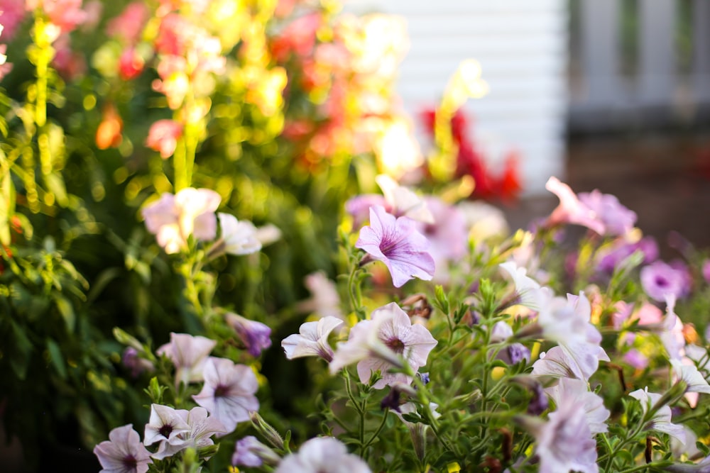 a garden filled with lots of different colored flowers