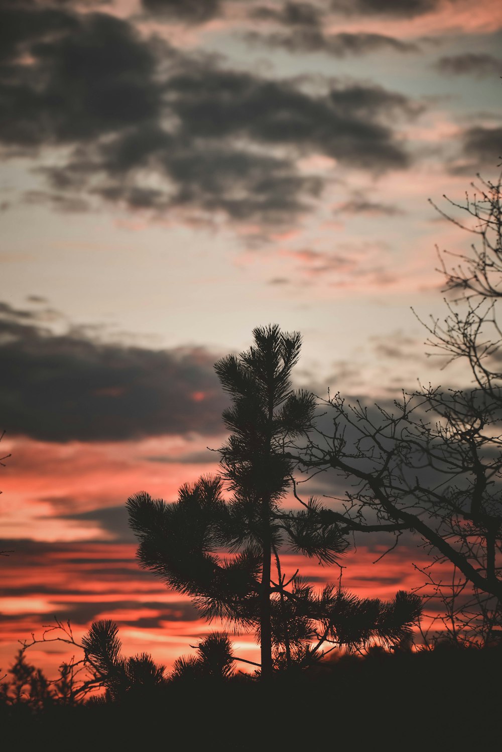 a tree is silhouetted against a sunset sky