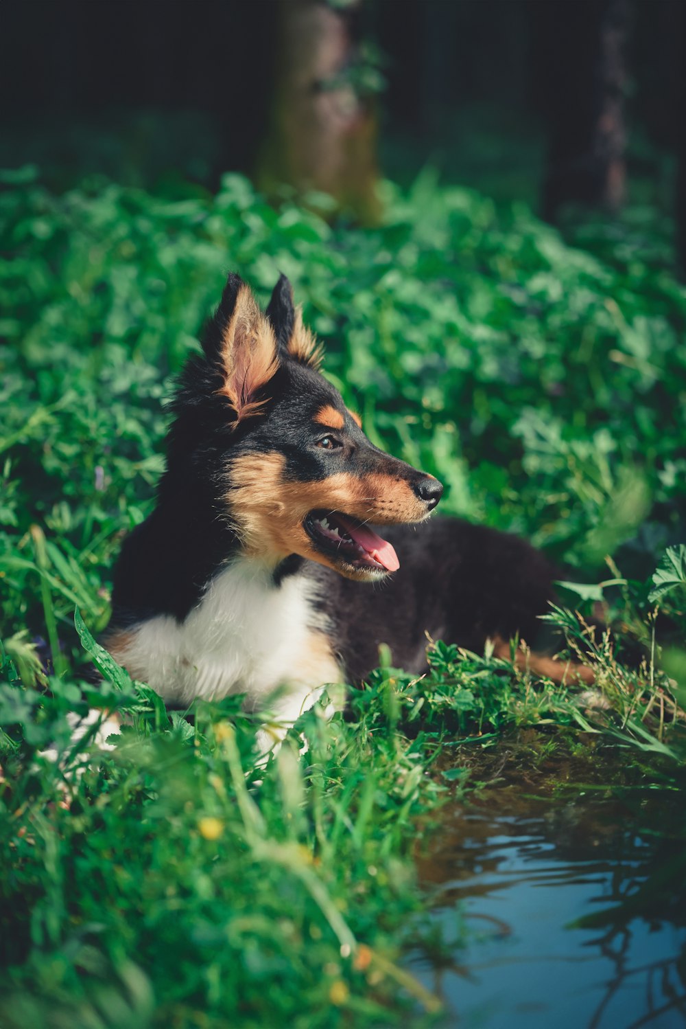 a dog laying in the grass next to a body of water